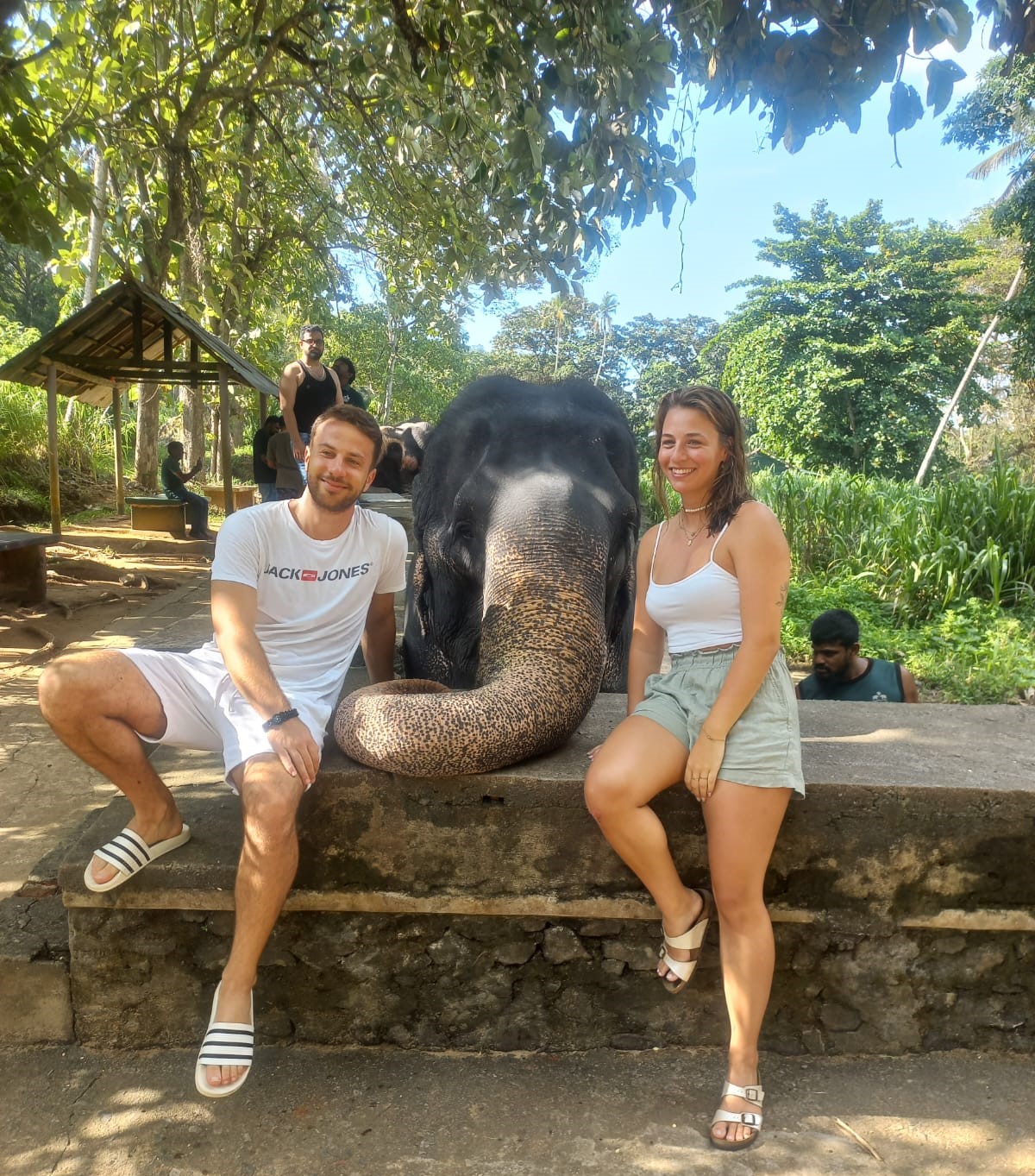 Safari wildlife